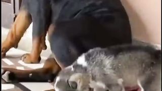 Cute cat and dogs