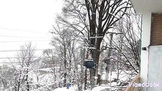 enjoy snowfall