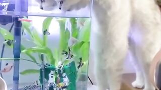 Cute cat video
