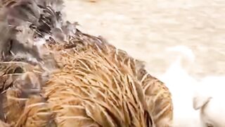 Cats vs dog vs chicken lover