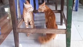 cute cats