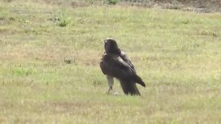 Eagle hanting snack