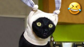 Funny Animal Videos 2023 ???? - Best Dogs And Cats Videos ????????