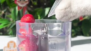 cat making  shake