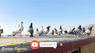 Mir Lawang Khan Kurd Pigeons Loft