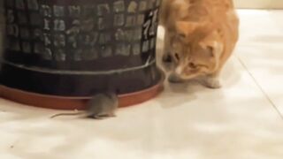 Funny Scared Cat