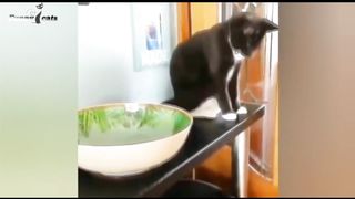 Funny cats videos ever