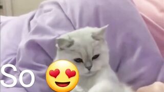 Try not to laugh funny animals