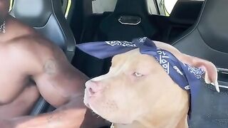 Animal funny video - make happy Best of 2023 funny animal