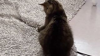 Funny Cat
