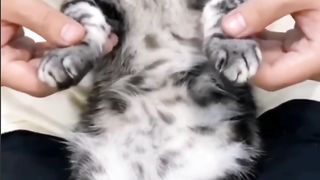 Cat Lovers