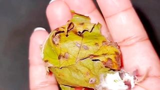 Amazing Butterfly