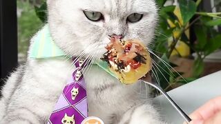 cat making food