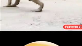 Very Funny Monkey