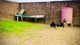 Animal fight Video ,Very close fight animal / Fight with Cock  very impressive fight and slow action