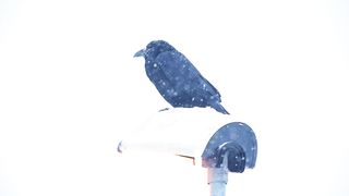Birds video | video for kids