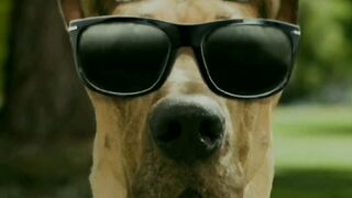 And again they! Our funny pets. Issue 13. Look and enjoy. Video 2023