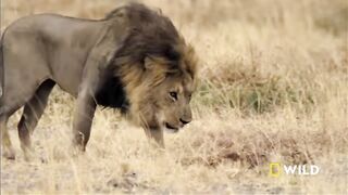 sher jungle ka raja