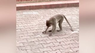 Funny Animals Videos