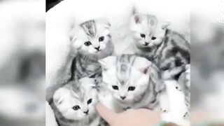 Funny cats video jokes cats animal English videos