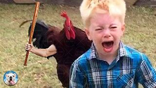 Chicken Trolling - Funny Chicken Videos
