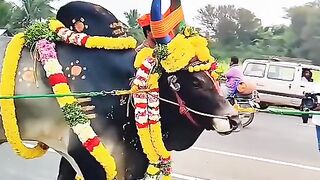 Tamilnadu traditional game
