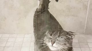 Cat in The water