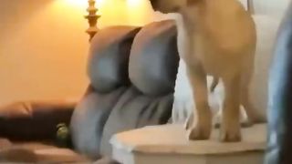 Deep Stuff - Cute Animal Video