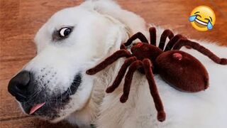 Pets Getting Scared Over Nothing - Funny Cat And Dog Videos