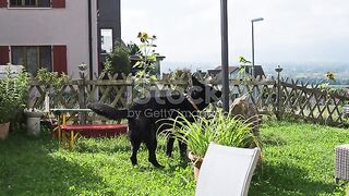 Good dog black dog