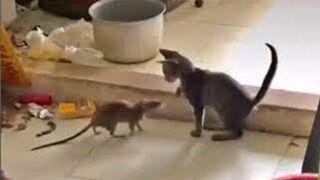 Incredibly hilarious animal moments