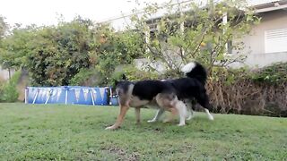DOGS AND CATS