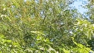 Calm Overactive Mind | short | Nature