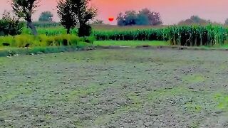 Tumhary Shahir Ki Ronaq Bhi Khoob hy ❤