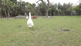 The duck aur playing in garden