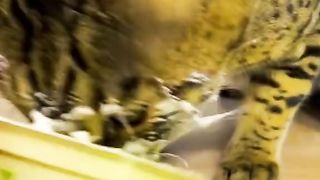 Cat Funny