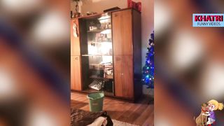 Funniest Dog and Cat Best Videos 2023 - # 04 | KHATRI Funny Videos