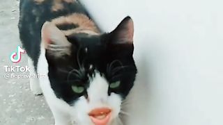 Funny video