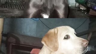 UNIQUE LABRADOR BREEDING #cat #kitten #catlovers#doglover #shorts #trending #youtubeshorts #labra...