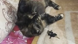 Playing with cat