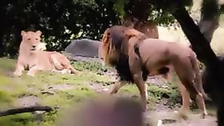 Lion and tiger video