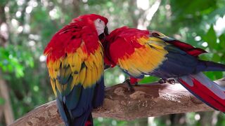 Beautiful parrots sounds.