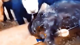 Funny video