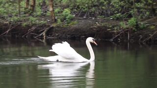 Swan beauty