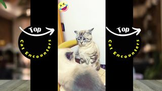 Top Cat Fight Compilation Video | 4K | EPIC CAT FIGHTS