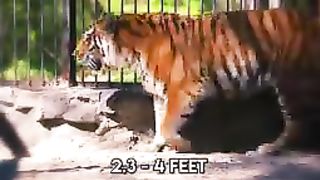 Lion and tiger