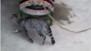 EPIC CAT FIGHTS | REAL SOUND | BEST OF 2021 PART 1 | SLAPP CAT