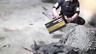 Crocodile Feeding