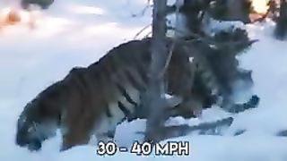 Tiger beautiful world life