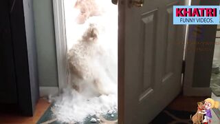 Funny Dog Play in Snow _ Dog's Winter Playground # 05 | KHATRI Funny Videos